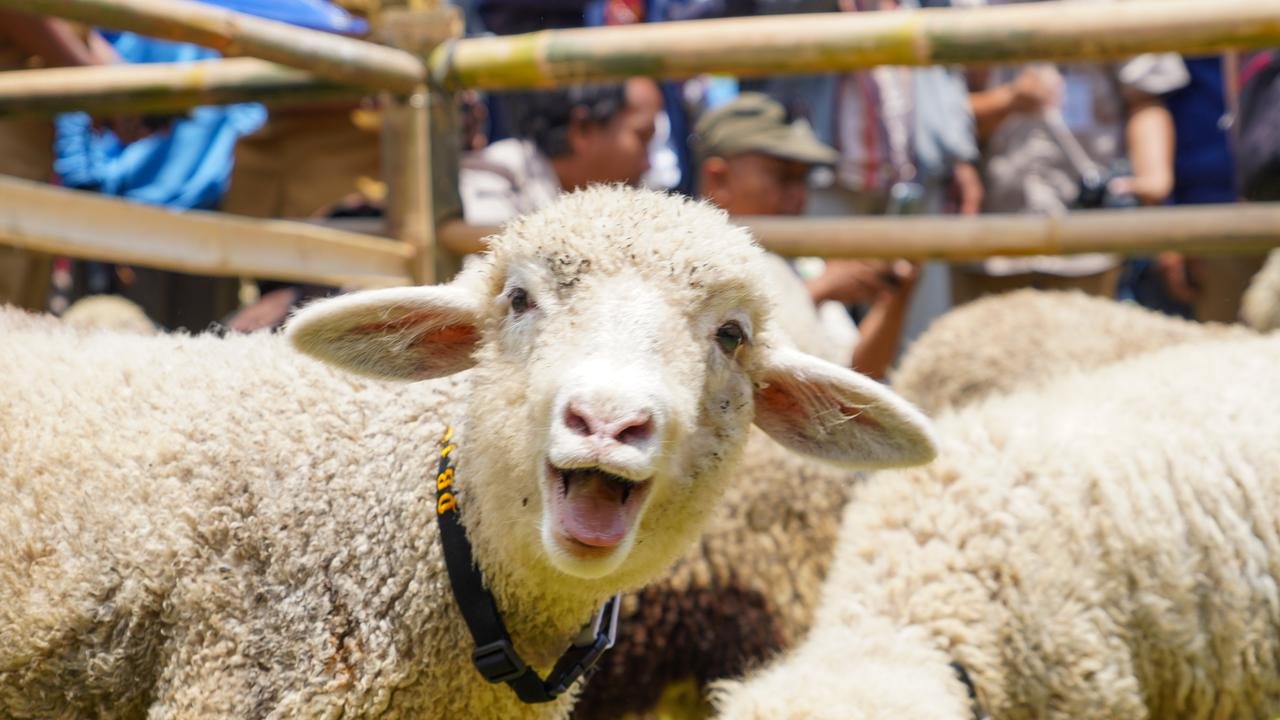 Mengenal Domba Batur, Domba Premium Hasil Persilangan Merino yang Bernilai Tinggi