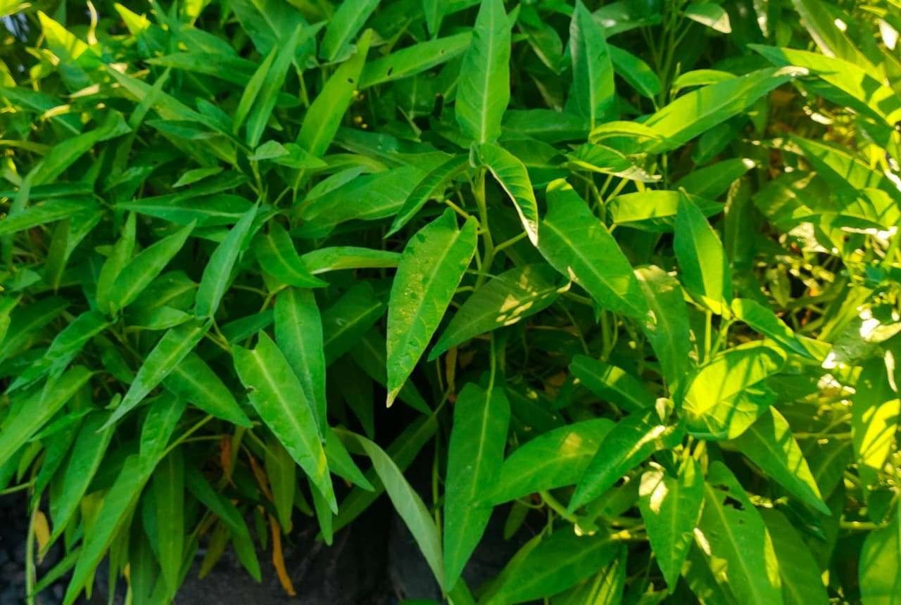 Kangkung: Si Hijau Sederhana yang Diam-Diam Menjaga Tubuh.