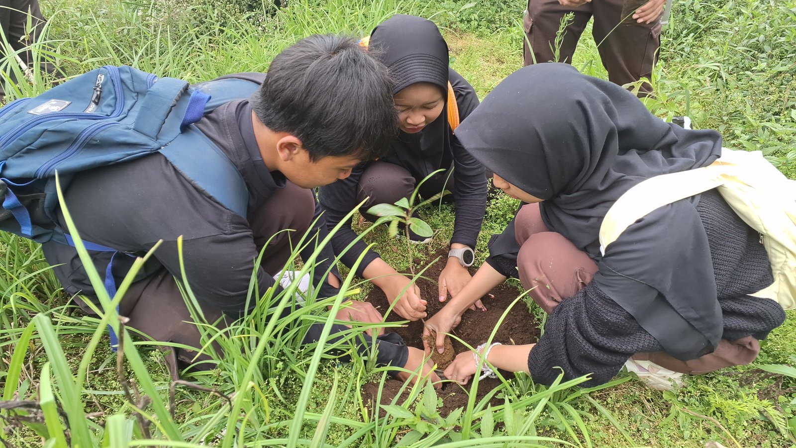 Yayasan Serayu Network Tanam 1.000 Ficus Wilada di Wanayasa Banjarnegara, Perkuat Konservasi DAS Serayu