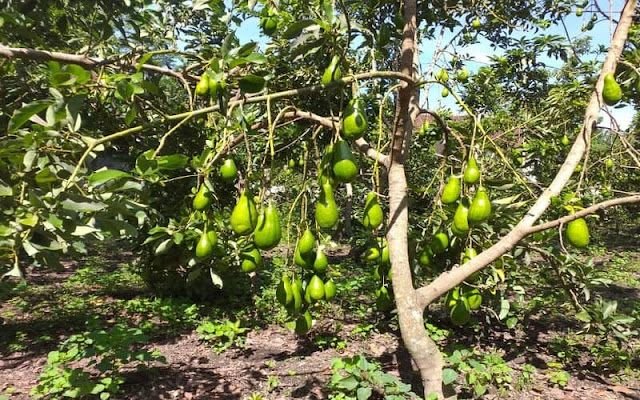 Alpukat: Si Lembut yang Penuh Keajaiban untuk Tubuh