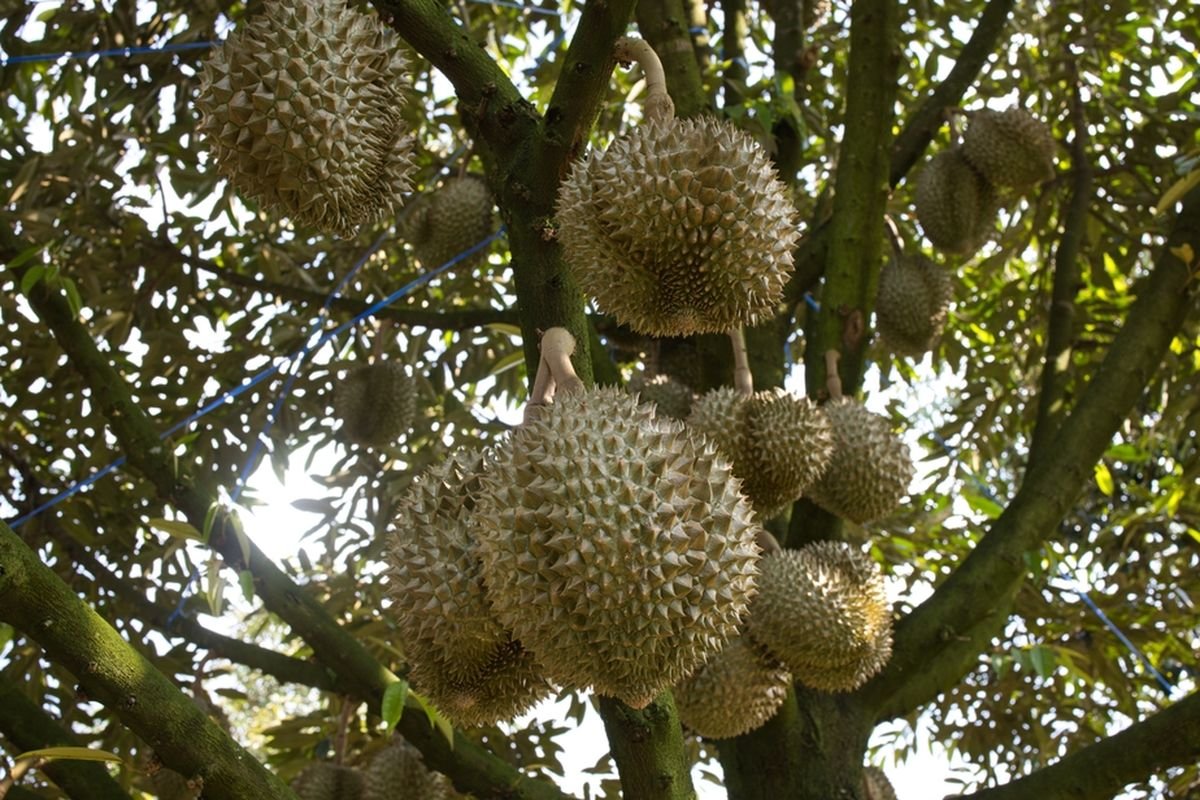 “Raja Buah” yang Kaya Manfaat: Durian Tak Sekedar Lezat.