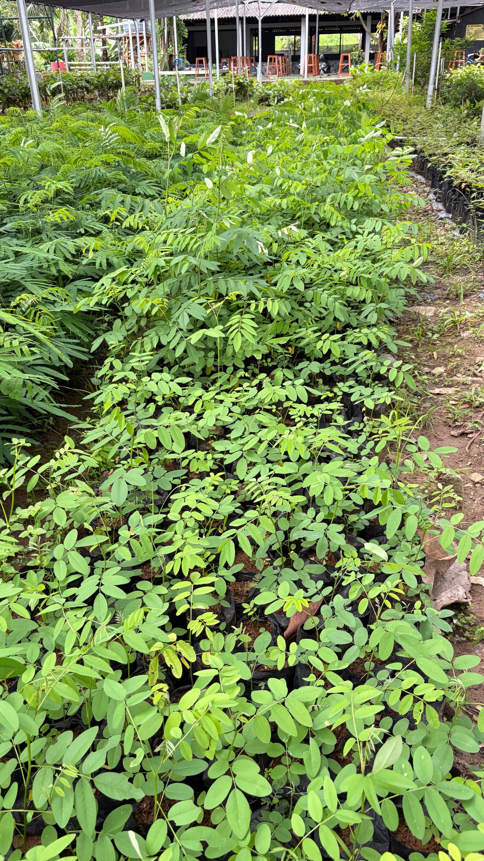 Dari Alam untuk Masa Depan: Potensi Besar Indigofera yang Mulai Dilirik Kembali