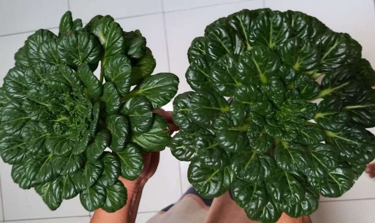 Sawi Pagoda: Si Cantik Hijau dengan Segudang Manfaat.