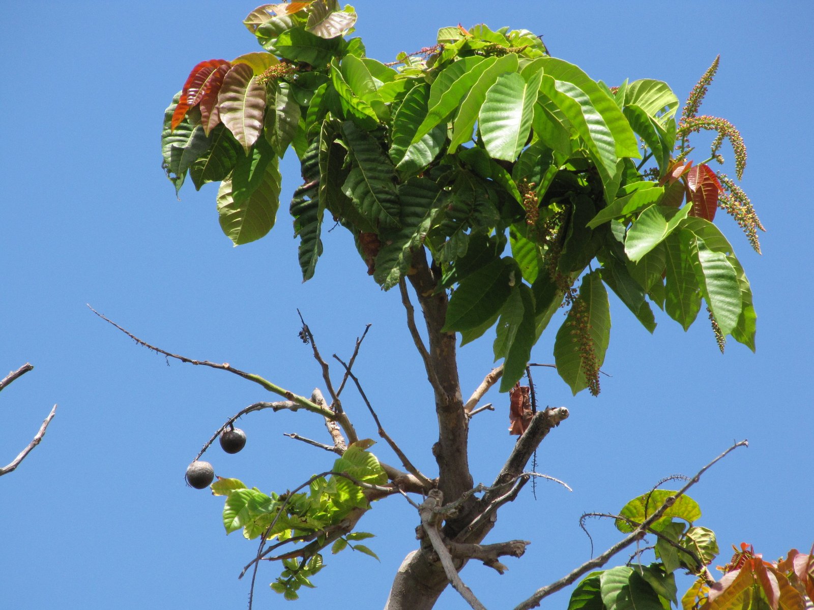Matoa: Buah Khas Papua dengan Potensi Besar bagi Kesehatan, Lingkungan, dan Ekonomi