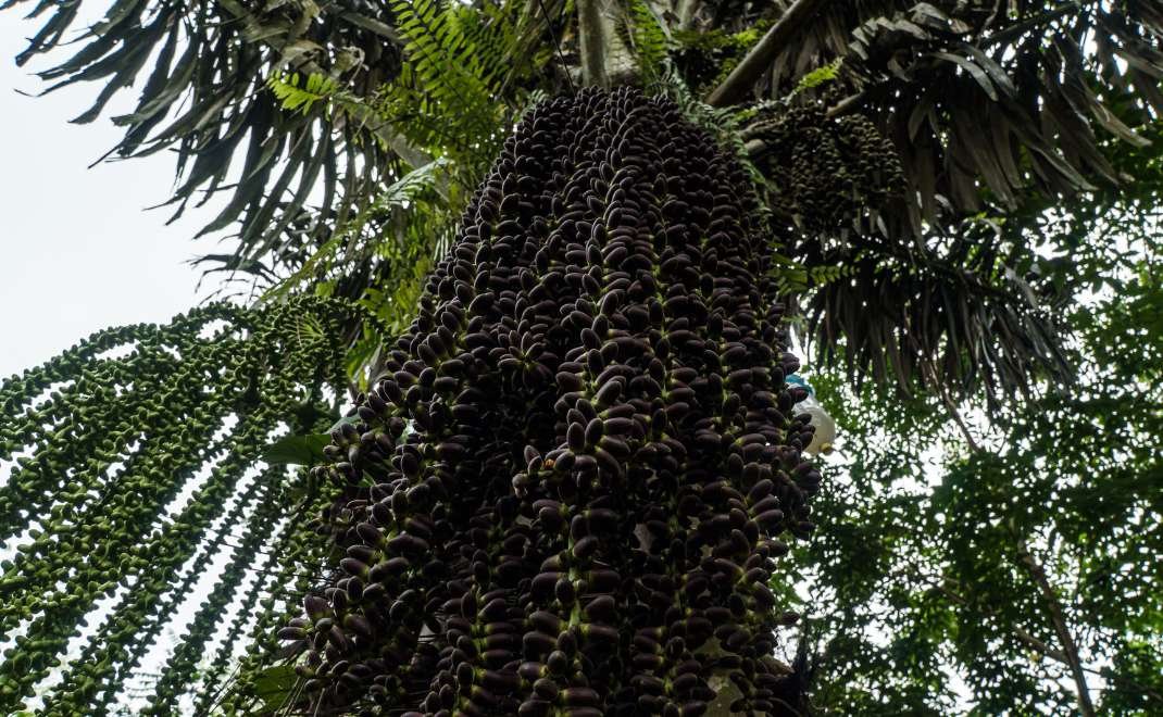 Manfaat Tanaman Aren